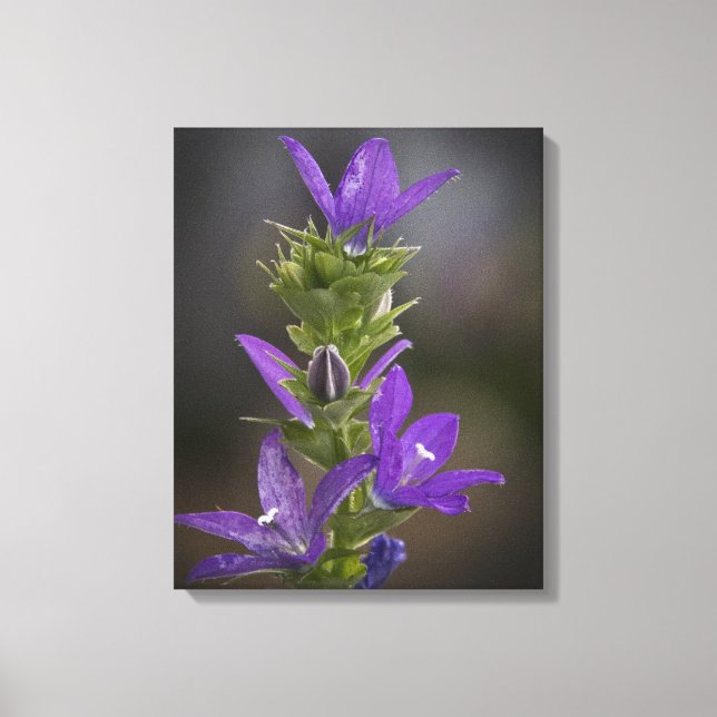 Quebra de Canvas da Galeria de Delícias Roxo (Frente)