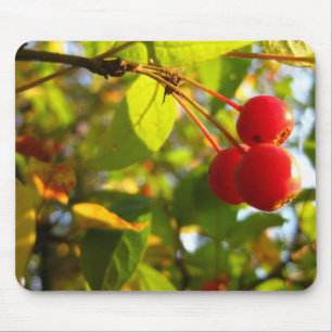 Queda de florescência Mousepad de Crabapple