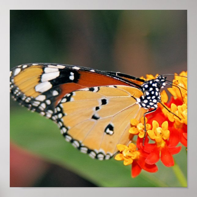 Queen Butterfly Poster Print (Frente)