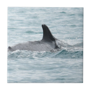 QUEENSLAND AUSTRÁLIA DA BALEIA DE HUMPBACK