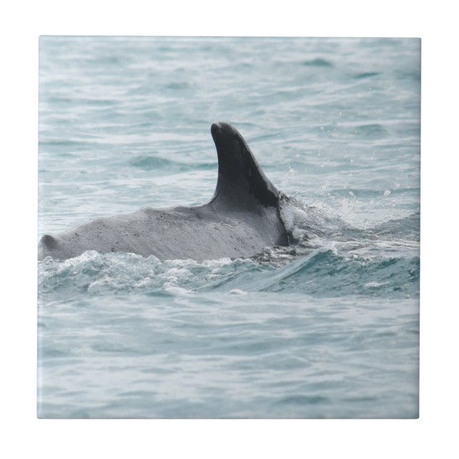 QUEENSLAND AUSTRÁLIA DA BALEIA DE HUMPBACK (Frente)