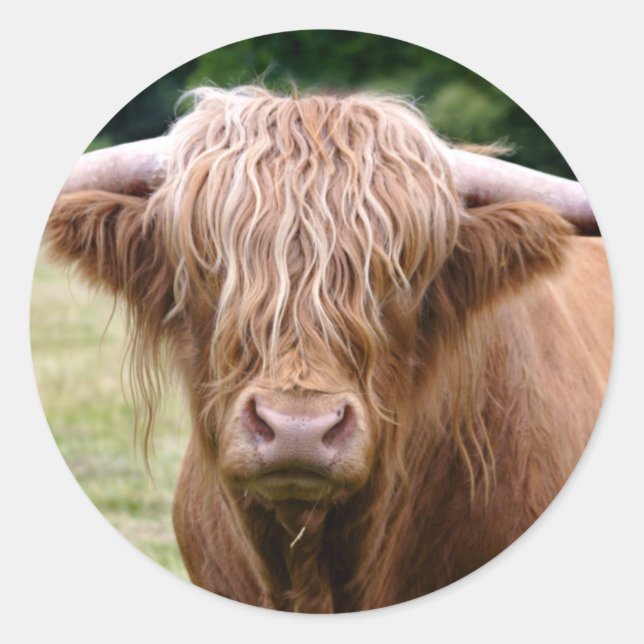 Quem desligou o adesivo das luzes (Frente)