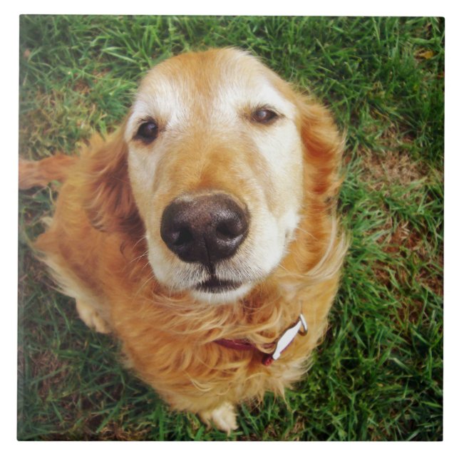 Quem é um bom rapaz? (Frente)