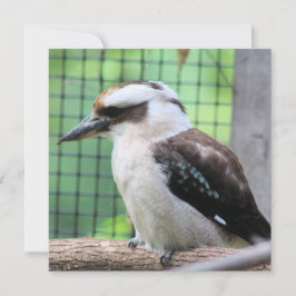 Quem está chamando um Kook?