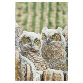 Quem está lá, Par de Coruja