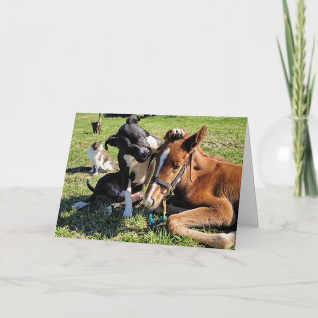 QUEM EU QUERO VER PARA O CARTÃO DE FERIADO DE NATA (Frente)