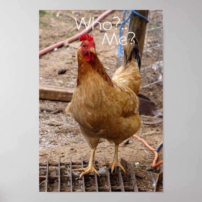 Quem você chama de frango? Pôster (Frente)