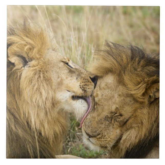 Quênia, Masai Mara (Frente)