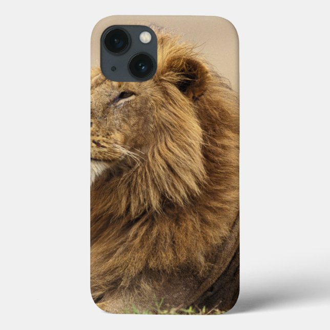 Quênia, Masai Mara | Leão macho (Verso)