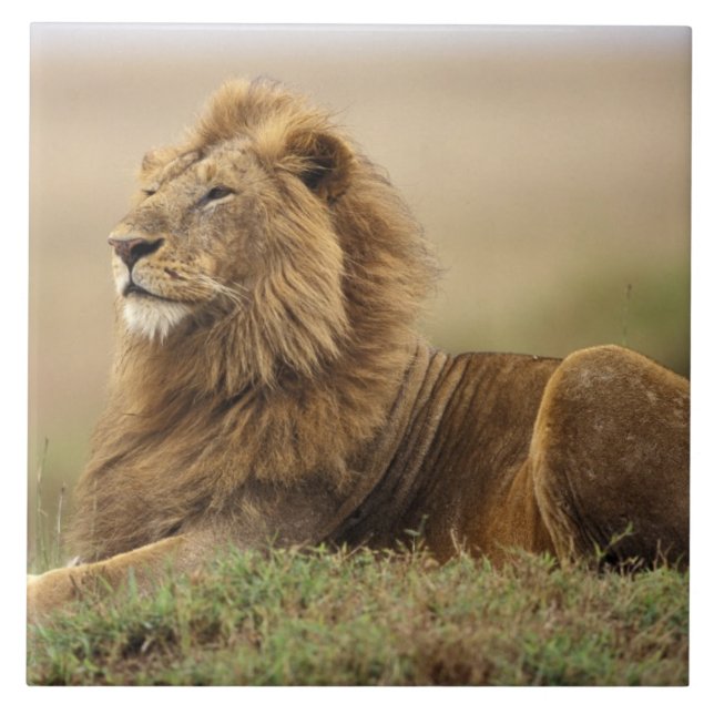 Quênia, Masai Mara | Leão macho (Frente)