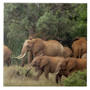 Quênia: Parque Nacional de Tsavo East, manada Afri