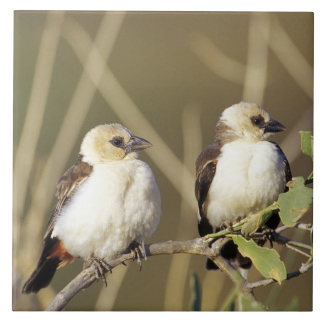 Quênia, Reserva Nacional Samburu (Frente)