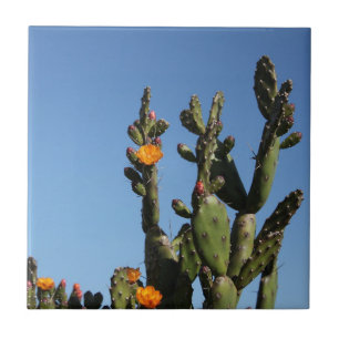 Quente África Desert Cactus Plant Prickly Pear Flo