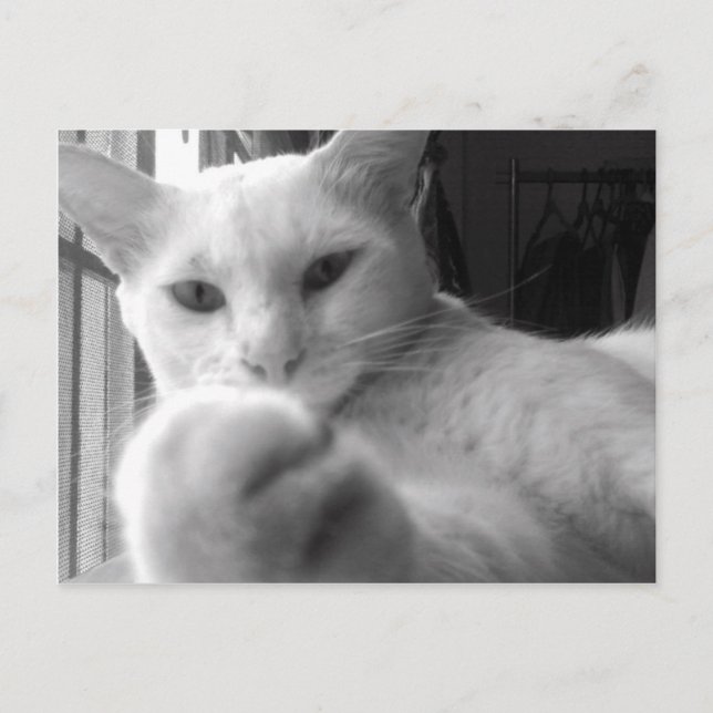 "Quer minha pata?" Cartão Postal (Frente)