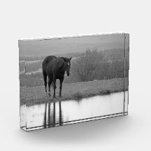 Quieto Reflectionz ~ Bloco de Fotografias Horso