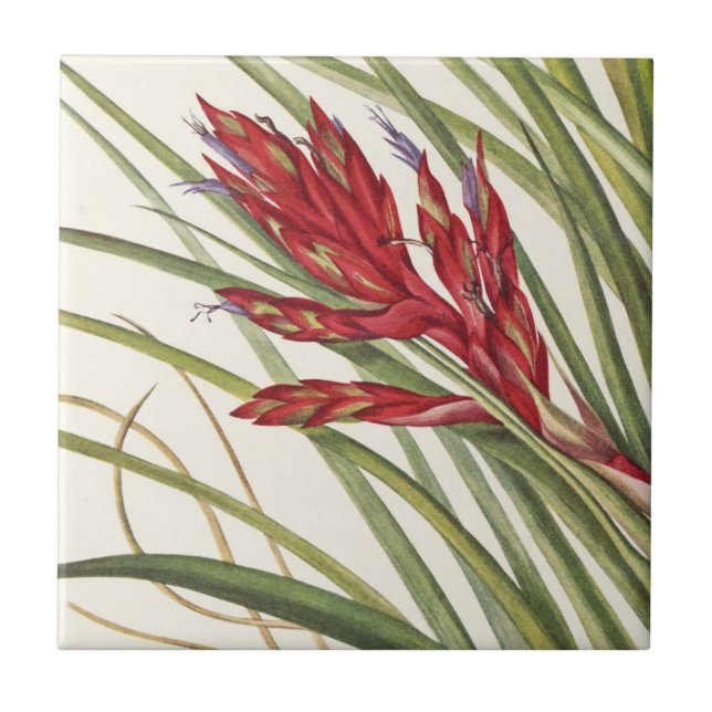 Quill-Leaf Tillandsia por Mary Vaux Walcott (Frente)