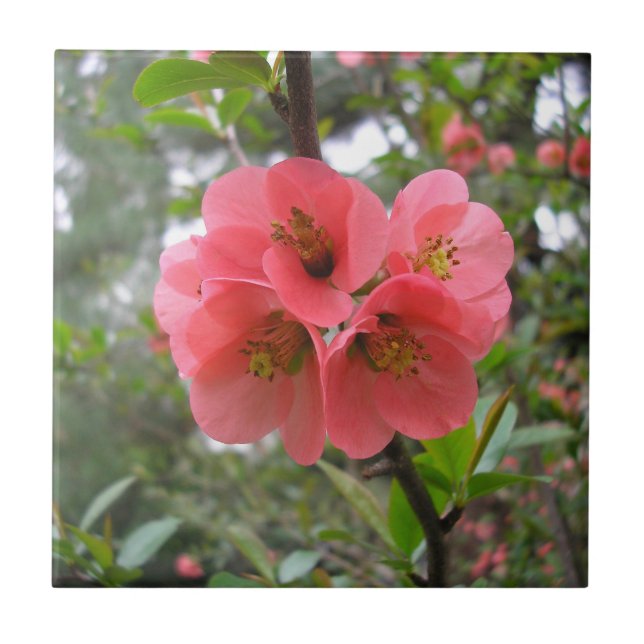 Quince de Flor (Frente)