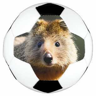 Quintin Ginger Quokka, bola de futebol