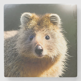 Quintin Ginger Quokka, Porta copos De Pedra