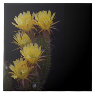 Quintuito de flores de cacto