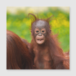 Quirky Charm de um Bebê Orangutan
