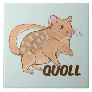 Quoll Marsupial Australiano