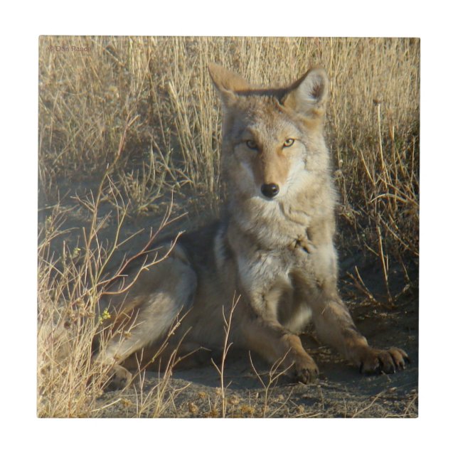 R15 Coyote Deitado (Frente)