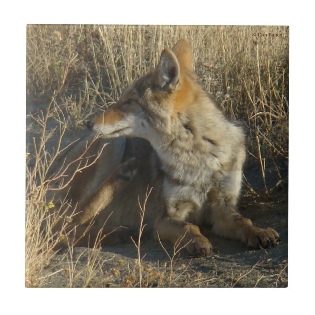 R16 Coyote Scratching (Frente)