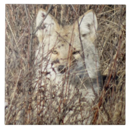 R21 Coyote "Vigiando você"