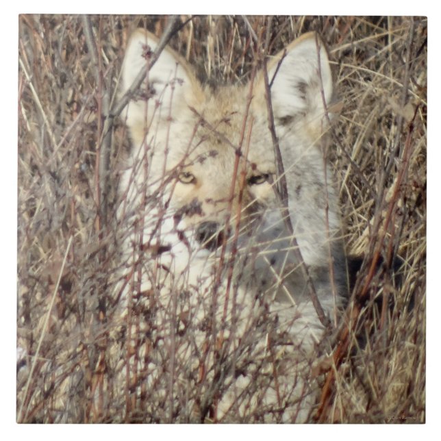 R21 Coyote "Vigiando você" (Frente)