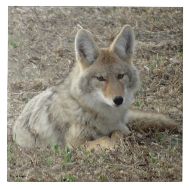 R22 Coyote Deitado (Frente)