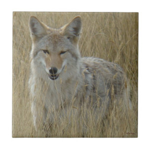 R2 Coyote em Grama Alta