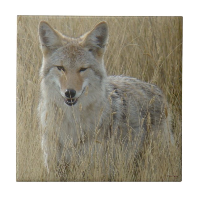 R2 Coyote em Grama Alta (Frente)