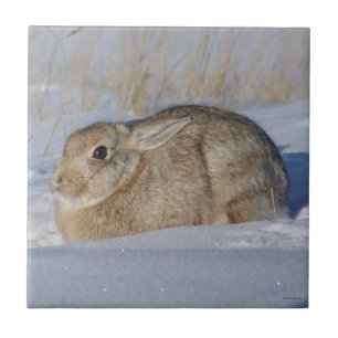 R5 Coelho Cottontail na Neve