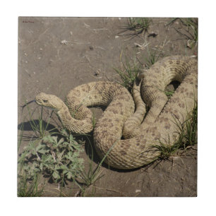 R6 Prairie Rattlesnake