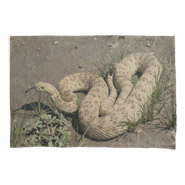 R6 Prairie Rattlesnake (Frente)