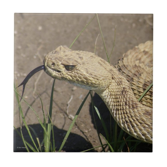 R8 Prairie Rattlesnake Head Shot (Frente)