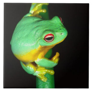 Rã-arbórea-de-olho-vermelho-australiana, Litoria c