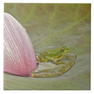 Rã e pétala de flor de lótus, China,