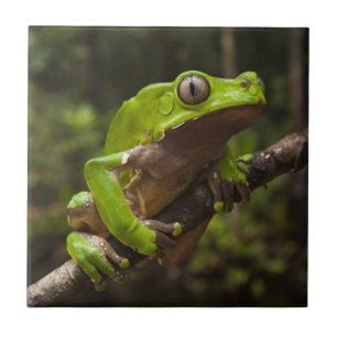 rã-folha-gigante (Phyllomedusa bicolor)