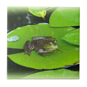 Rã-gigante em Lilypads