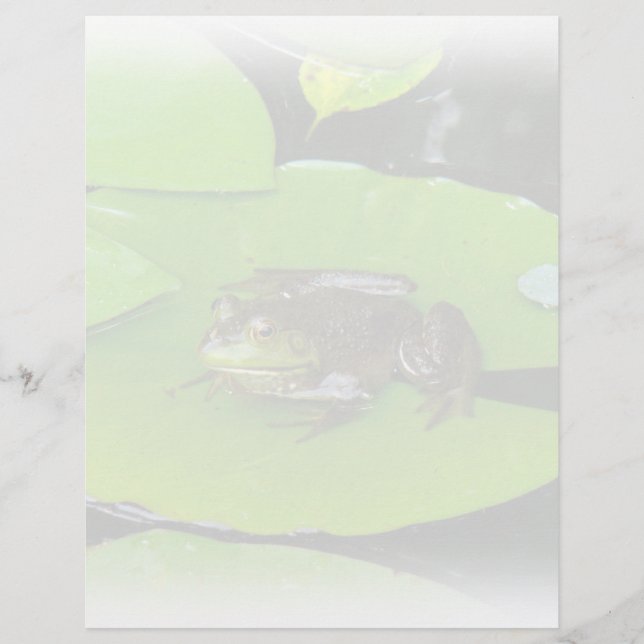Rã-grande em Lilypads (Frente)