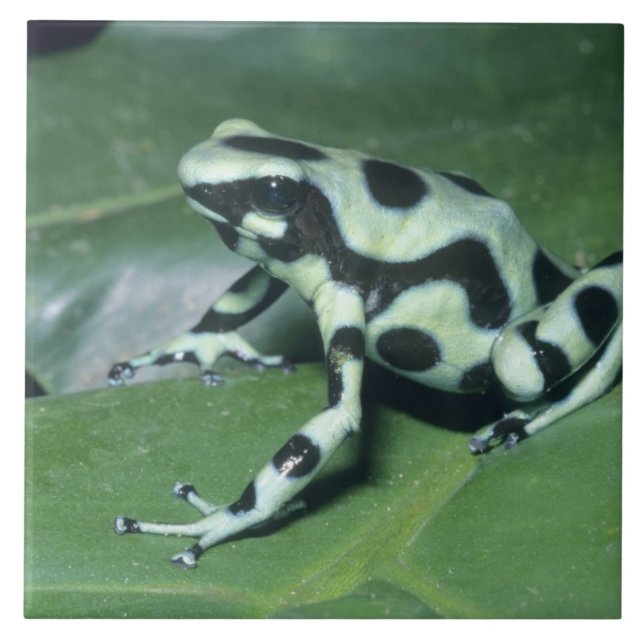 Rã-veneno, (Dendrobates auratus) Cahuita (Frente)