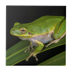 Rã-verde (Hyla cinerea) 2