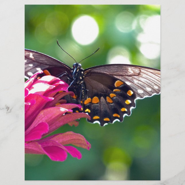 Rabada-de-especiaria (Frente)