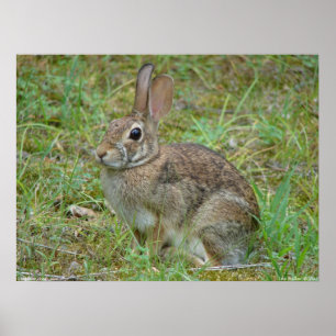 Rabbit selvagem cotocauda II oriental Poster