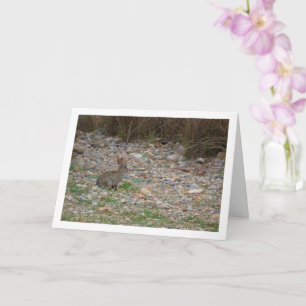 Rabbit selvagem no cartão do campo