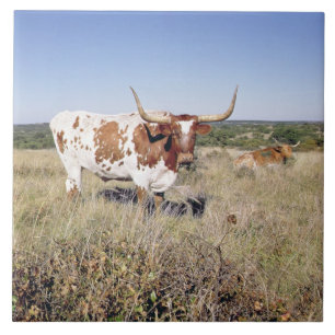Raça de Texas Longhorn (foto)