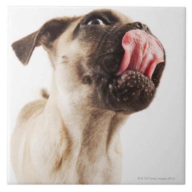 Raça pequena do cão com a cara açaimada curta (Frente)