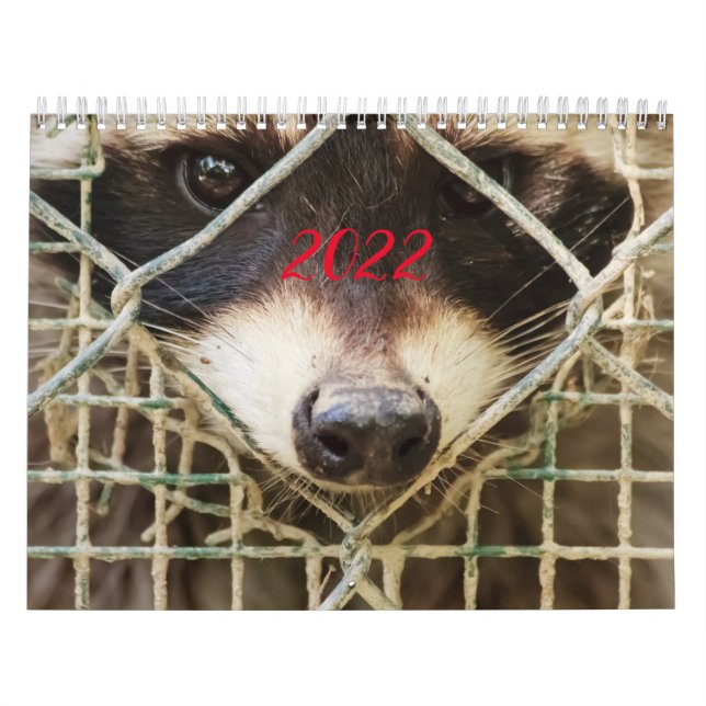 raccon no calendário (Capa)